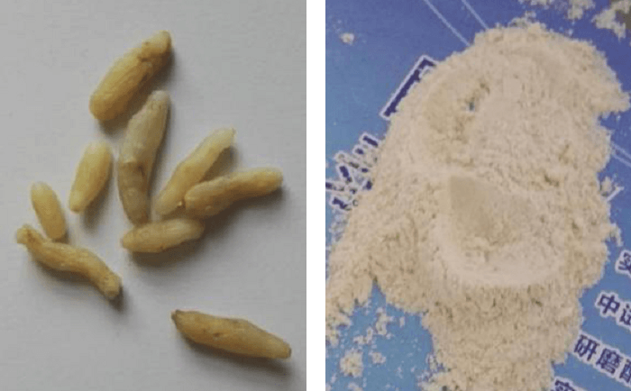 麦冬茄子视频网站前后